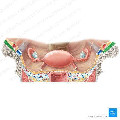 Iliacus muscle (Musculus iliacus); Image: Samantha Zimmerman
