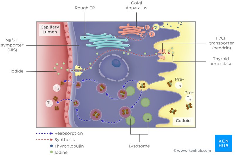 Synthesis of thyroid hormones