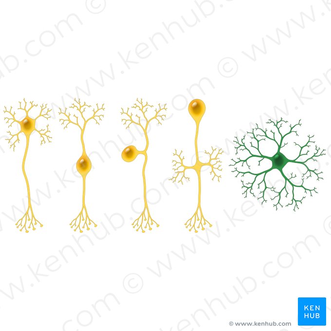 Neurone anaxonique (Neuron anaxonicum); Image : Paul Kim
