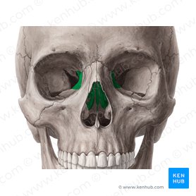 Ethmoid bone (Os ethmoidale); Image: Yousun Koh