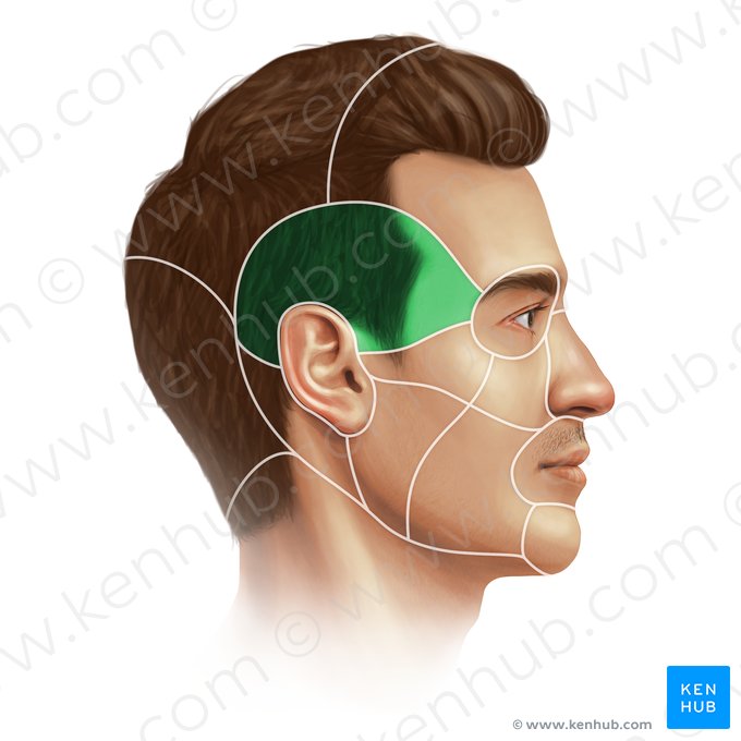 Regio temporalis (Schläfenregion); Bild: Paul Kim