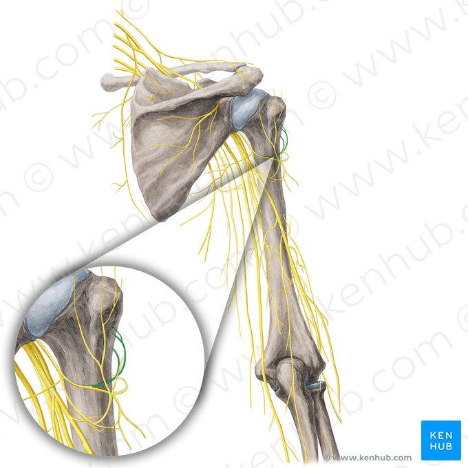 Ramo anterior do nervo axilar (Ramus anterior nervi axillaris); Imagem: Yousun Koh