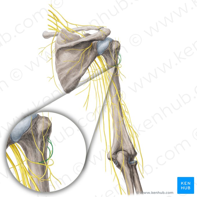 Rameau antérieur du nerf axillaire (Ramus anterior nervi axillaris); Image : Yousun Koh