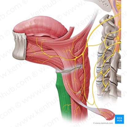 Músculo esterno-hióideo (Musculus sternohyoideus); Imagem: Paul Kim