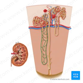 Vasa recta renal (Arteriola recta renis); Imagem: Paul Kim