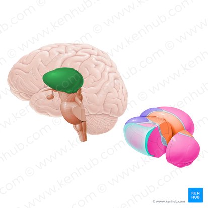 Thalamus; Image: Paul Kim