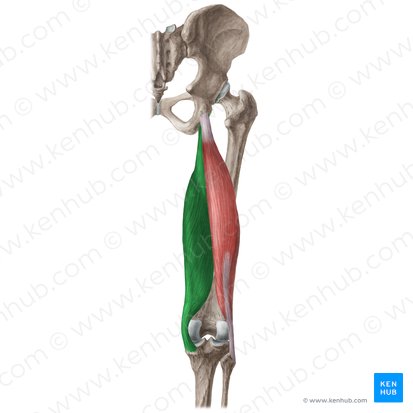 Músculo semimembranáceo (Musculus semimembranosus); Imagem: Liene Znotina