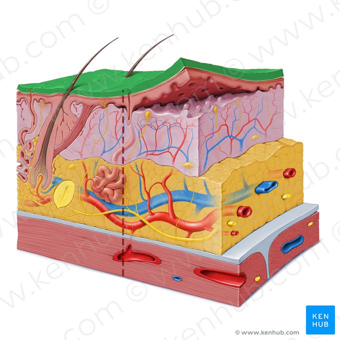 Stratum corneum of epidermis (Stratum corneum epidermis); Image: Paul Kim