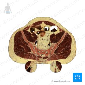 Ureter; Image: National Library of Medicine