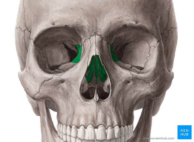Ethmoid bone - anterior view