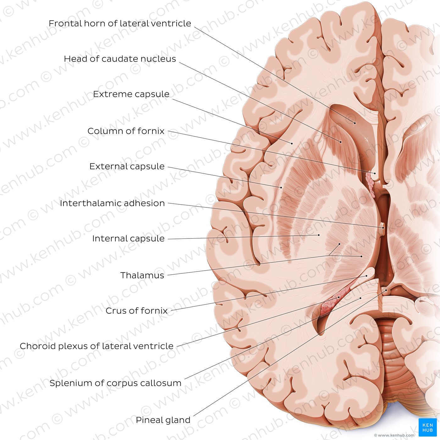 Horizontal section of the brain: Section A
