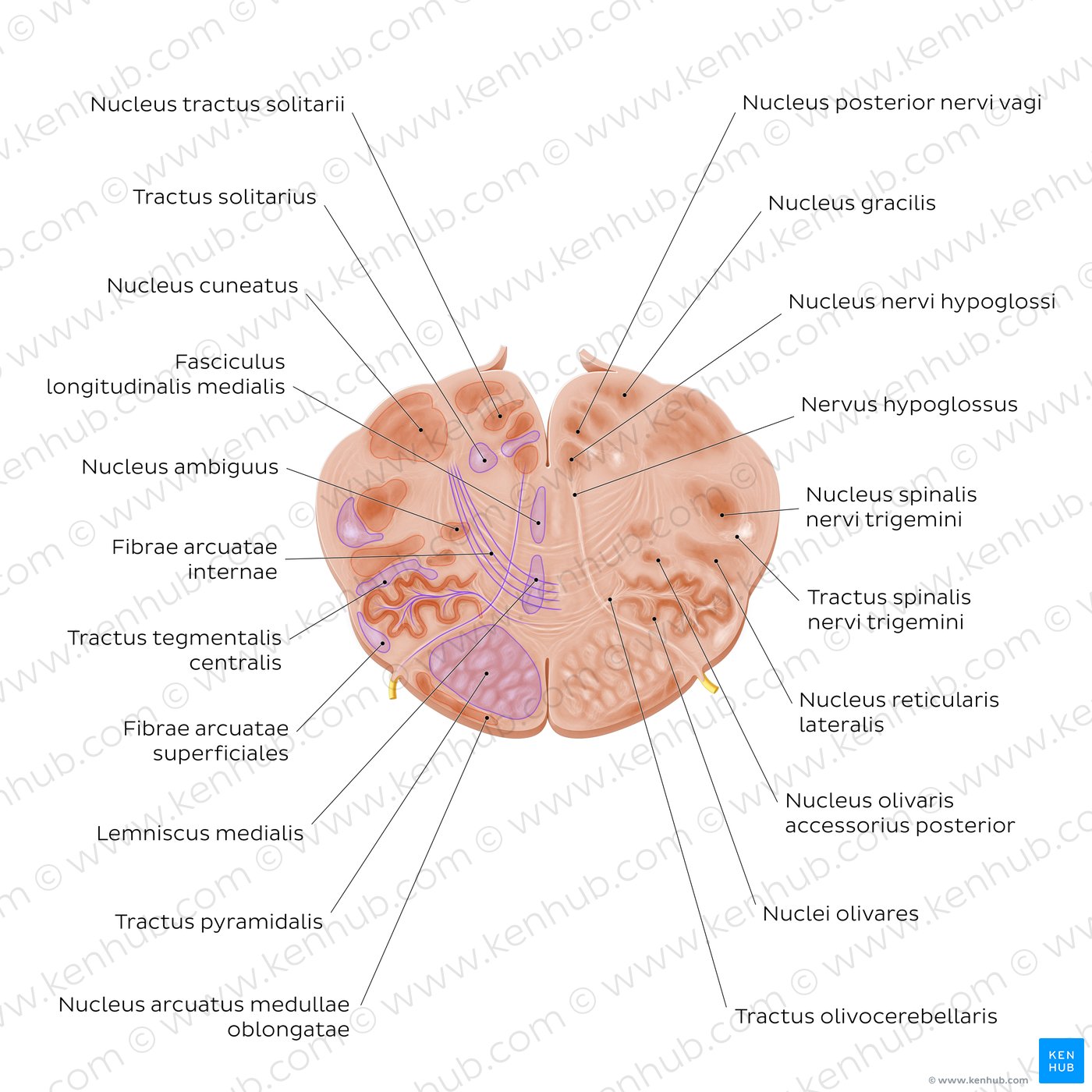 Cross section of the medulla oblongata: Hypoglossal nerve level