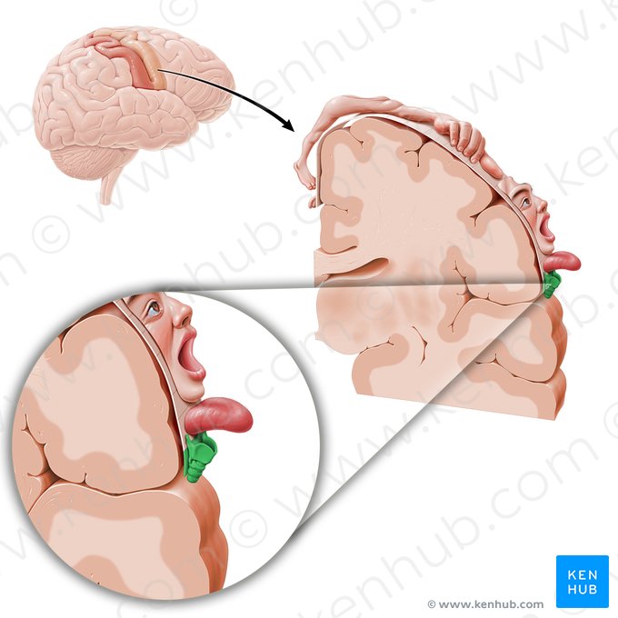 Córtex motor da faringe (Cortex motorius pharyngis); Imagem: Paul Kim