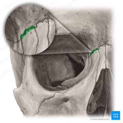 Frontomaxillary suture (Sutura frontomaxillaris); Image: Yousun Koh