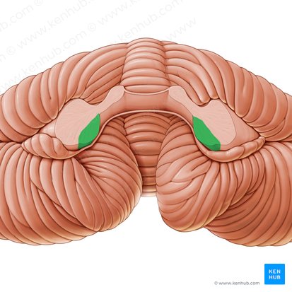 Pedúnculo cerebeloso inferior (Pedunculus cerebellaris inferior); Imagen: Paul Kim