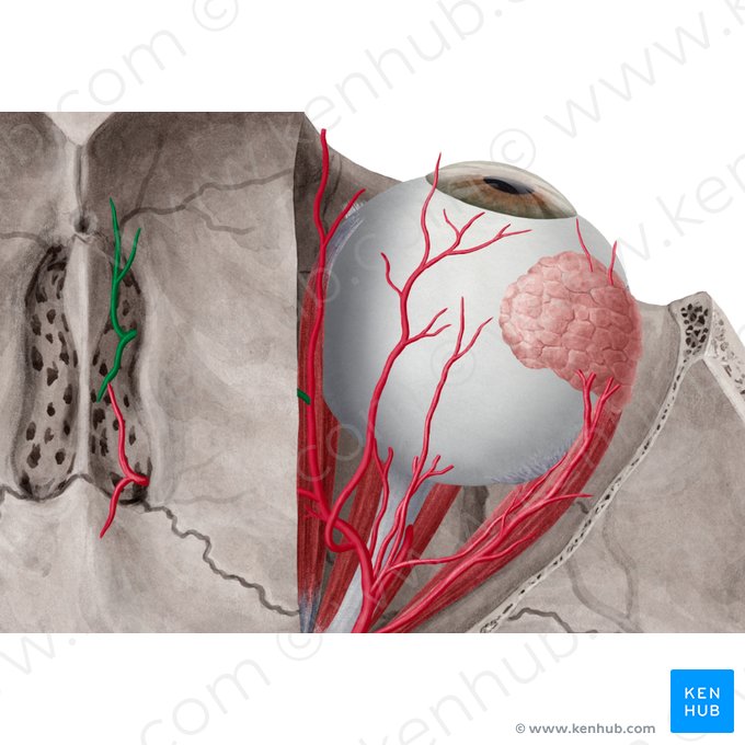 Arteria etmoidal anterior (Arteria ethmoidalis anterior); Imagen: Yousun Koh