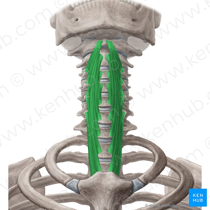 Músculo longo do pescoço (Musculus longus colli); Imagem: Yousun Koh
