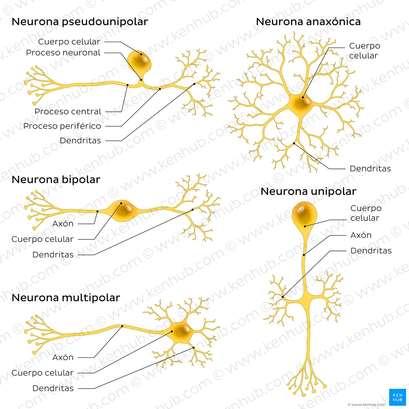 An image showing 5 types of neurons (pseudounipolar, bipolar, multipolar, anaxonic, unipolar).