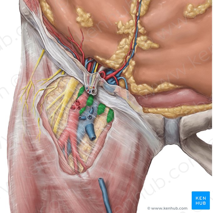 Superficial inguinal lymph nodes (Nodi lymphoidei inguinales superficiales); Image: Hannah Ely