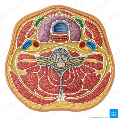 Sternothyroid muscle (Musculus sternothyroideus); Image: Irina Münstermann