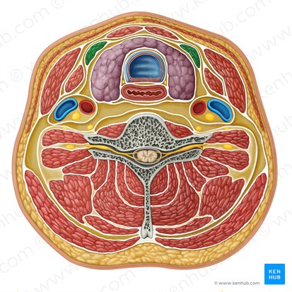 Músculo esternotiroideo (Musculus sternothyroideus); Imagen: Irina Münstermann