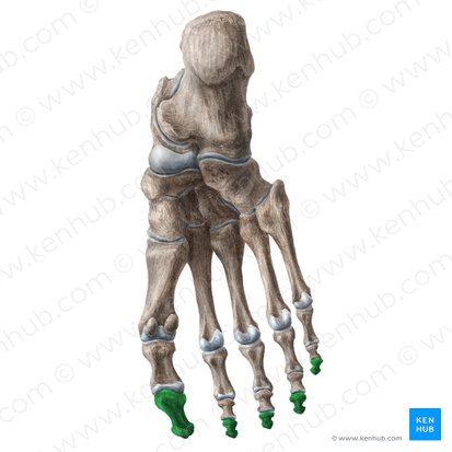 Distal phalanges of foot (Phalanges distales pedis); Image: Liene Znotina