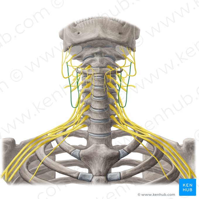 Ansa cervicalis (Halsnervenschlinge); Bild: Yousun Koh