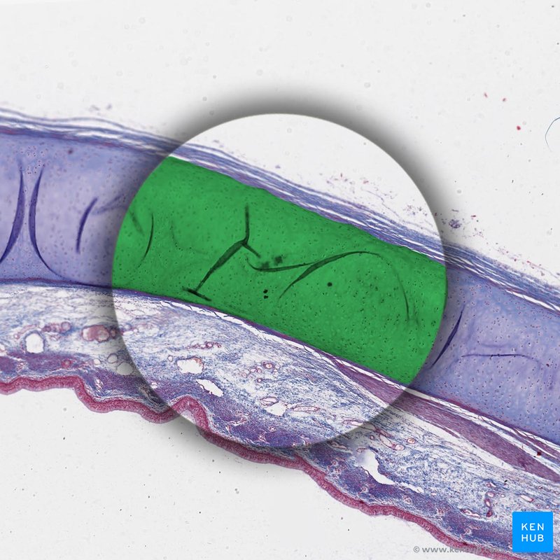 Toluidine Blue stain (Cartilage of trachea) - histological slide