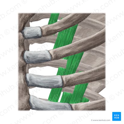 Musculi subcostales (Unterrippenmuskeln); Bild: Yousun Koh