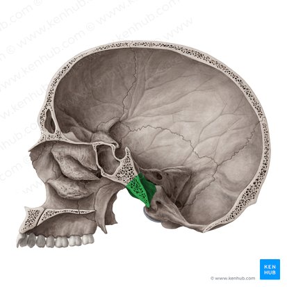 Parte basilar do osso occipital (Pars basilaris ossis occipitalis); Imagem: Yousun Koh