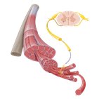Efferent division of the nervous system