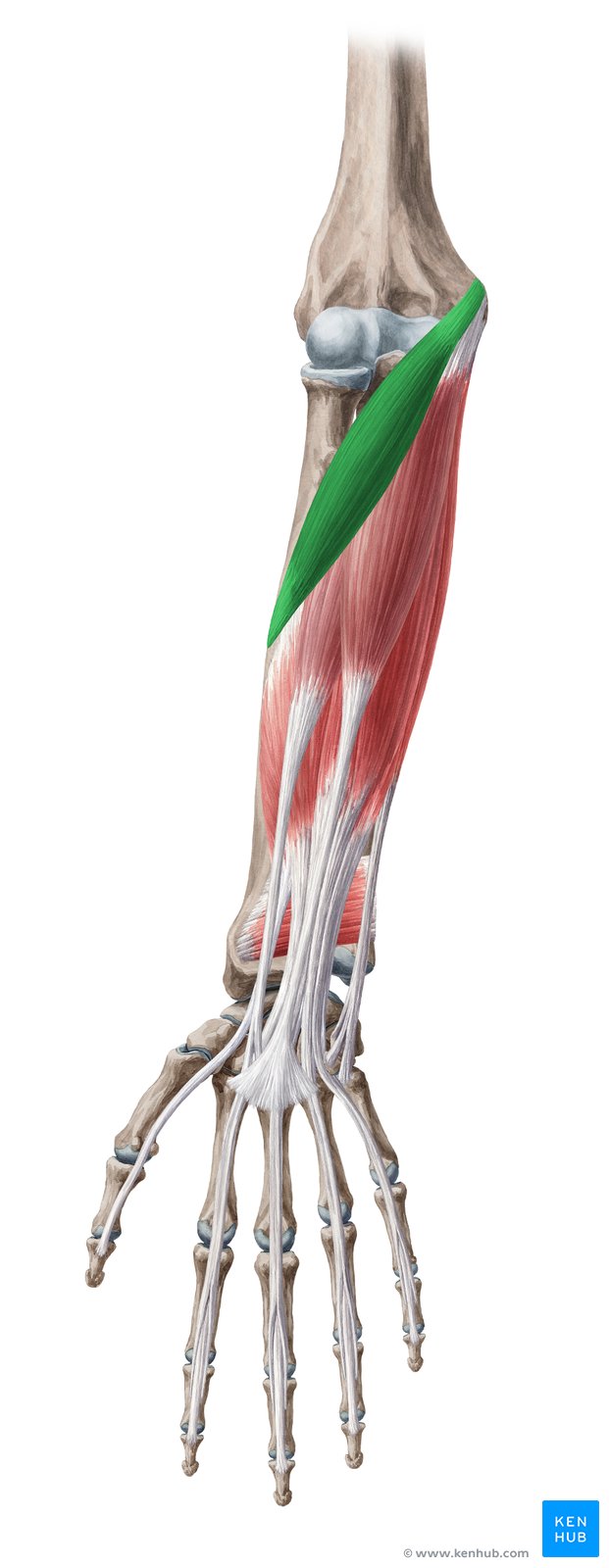 Músculo pronador redondo (verde) - vista anterior