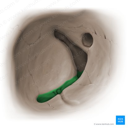 Fisura orbitaria inferior (Fissura orbitalis inferior); Imagen: Paul Kim
