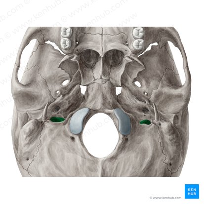 Forame jugular (Foramen jugulare); Imagem: Yousun Koh