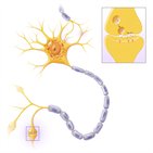Neurotransmitter