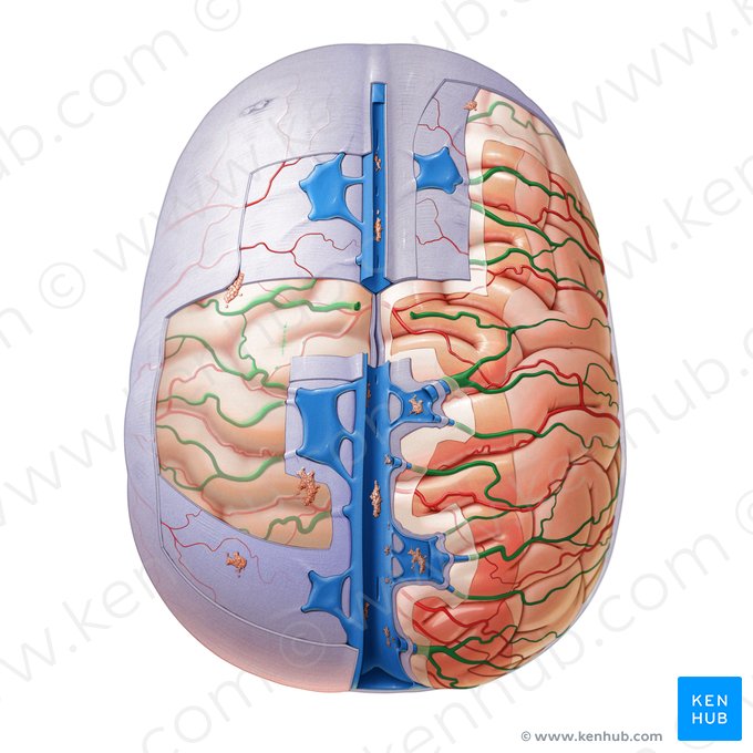 Veias cerebrais superiores (Venae superiores cerebri); Imagem: Paul Kim