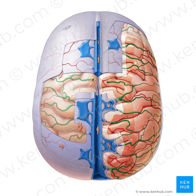 Superior cerebral veins (Venae superiores cerebri); Image: Paul Kim