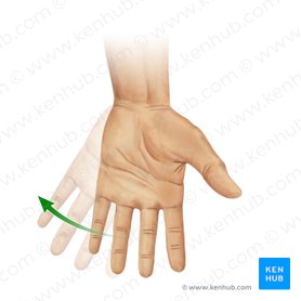 Ulnar flexion of hand (Flexio ulnaris manus); Image: Paul Kim