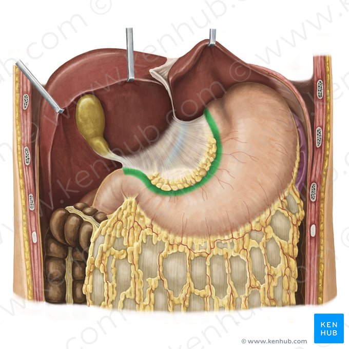 Lesser curvature of stomach (Curvatura minor gastris); Image: Irina Münstermann