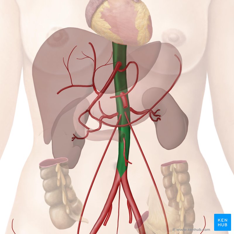 Aorta descendente - vista anterior (verde)