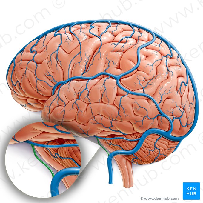 Seno petroso inferior (Sinus petrosus inferior); Imagen: Paul Kim