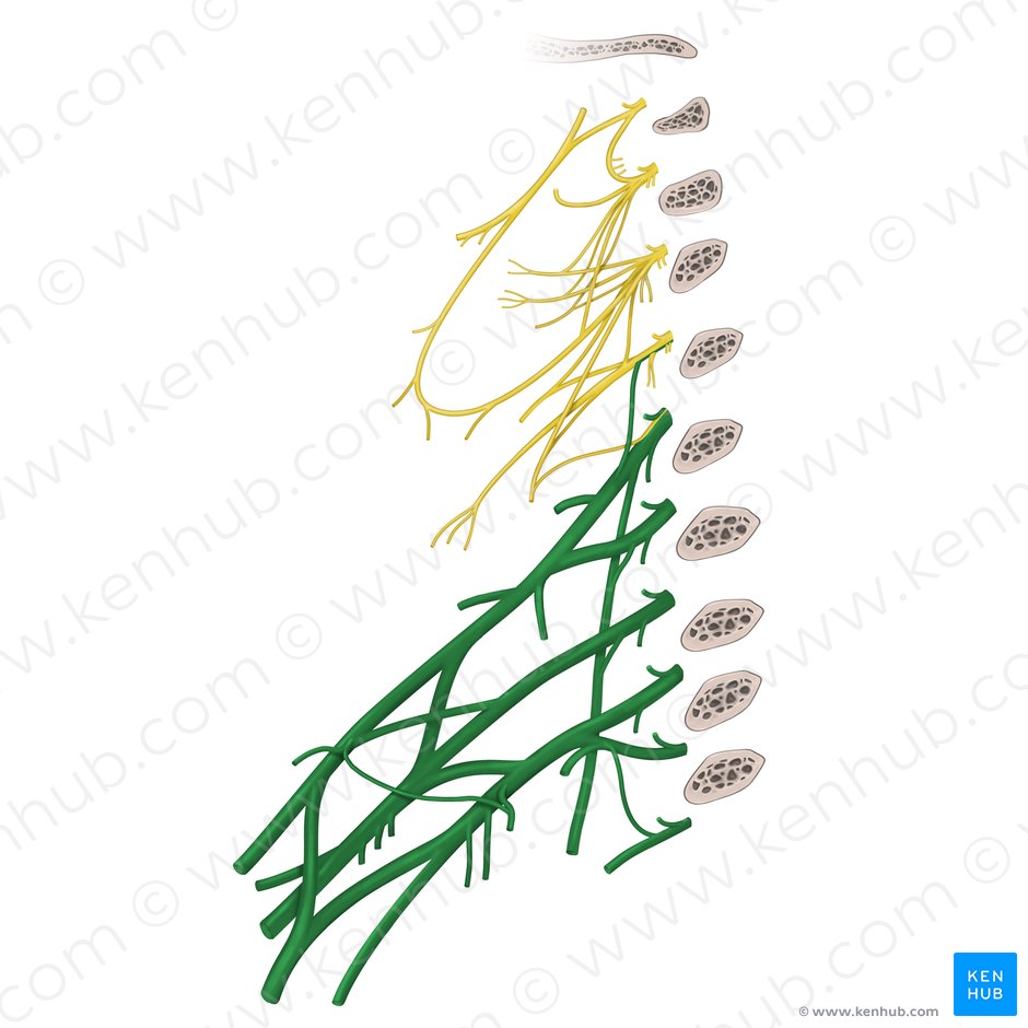 Brachial plexus: Anatomy, branches and mnemonics | Kenhub