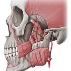 Arteria maxilar 