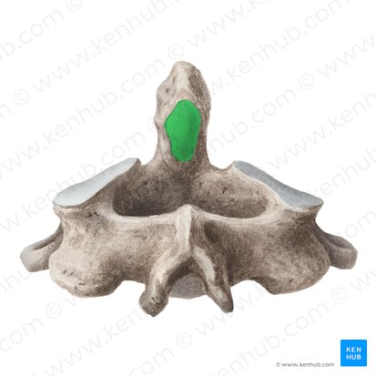 Surface articulaire postérieure de la dent de l'axis (Facies articularis posterior dentis axis); Image : Liene Znotina