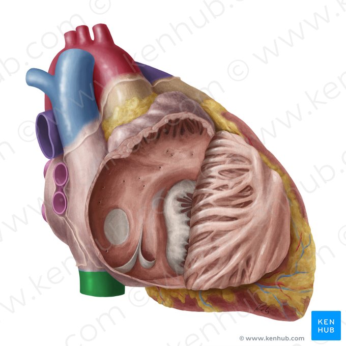 Vena cava inferior (Untere Hohlvene); Bild: Yousun Koh
