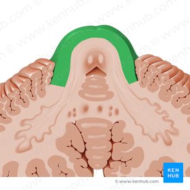 Pie peduncular (Crus cerebri); Imagen: Paul Kim