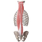 Muscles profonds (intrinsèques) du dos