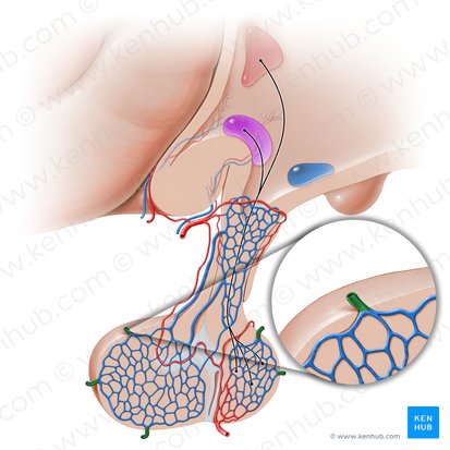 Hypophyseal veins (Venae hypophysiales); Image: Paul Kim