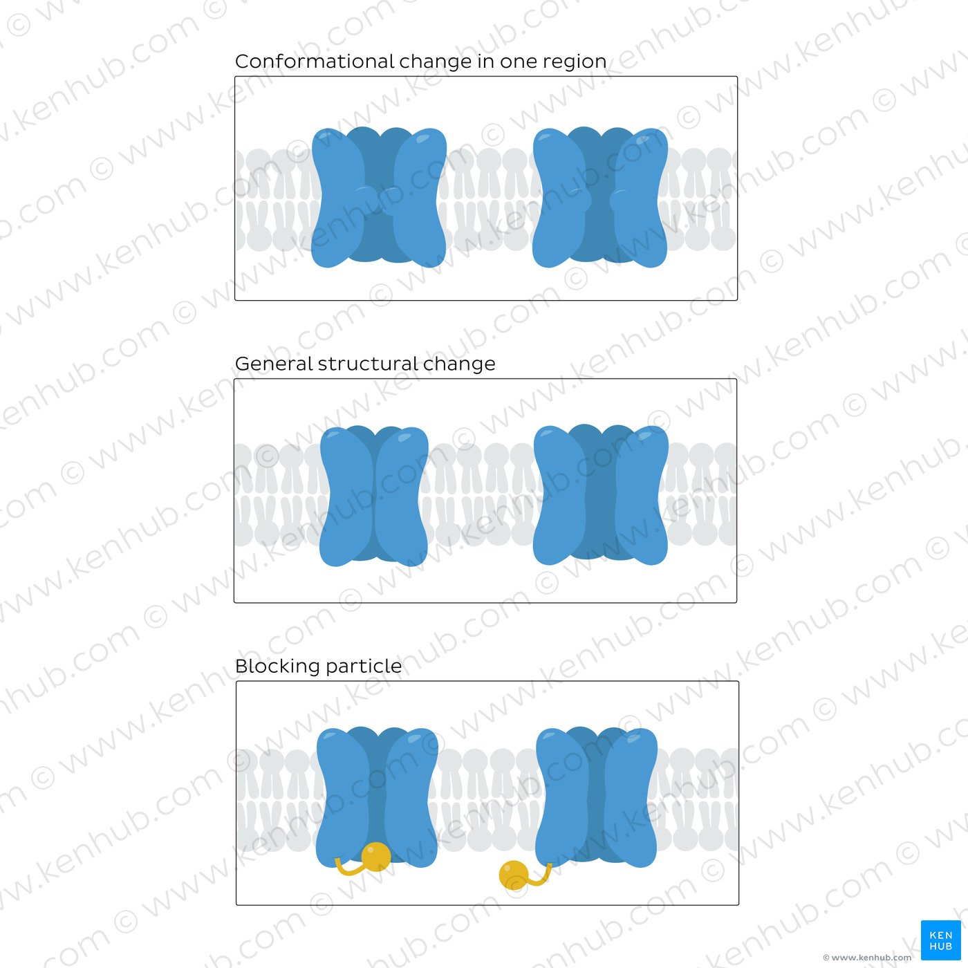 The three models for ion channel gating