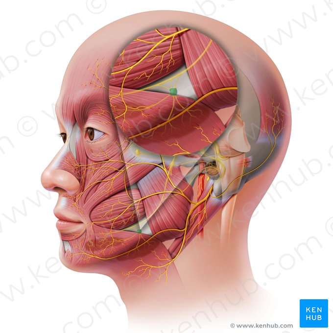 Submandibular ganglion (Ganglion submandibulare); Image: Paul Kim